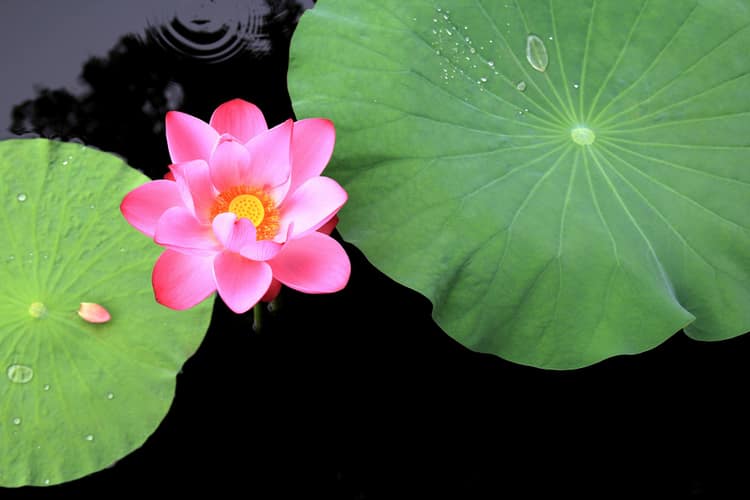 Qual è la differenza tra ninfea e fiore di loto?